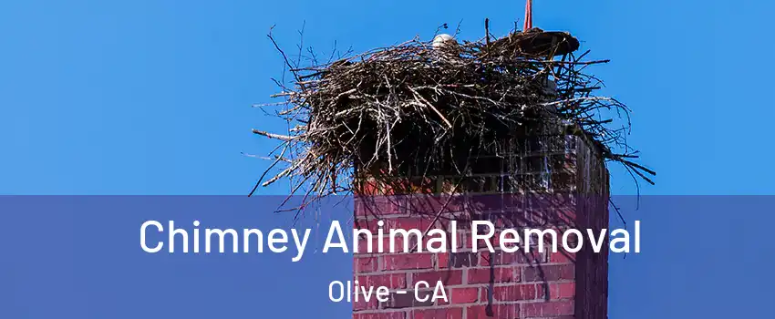 Chimney Animal Removal Olive - CA