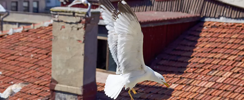 Residential Chimney Animal Removal Solution in El Modena, CA